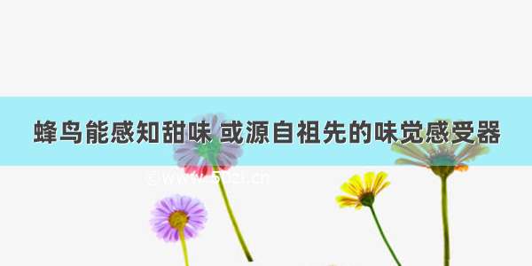 蜂鸟能感知甜味 或源自祖先的味觉感受器