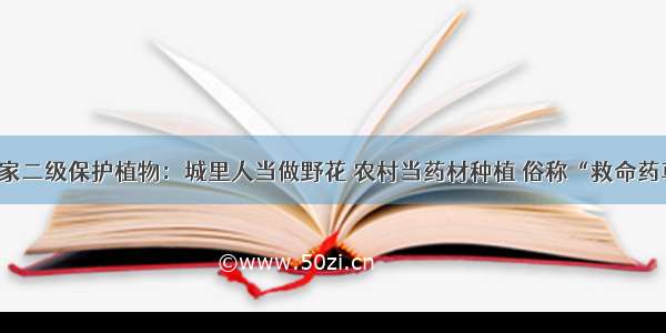 国家二级保护植物：城里人当做野花 农村当药材种植 俗称“救命药草”