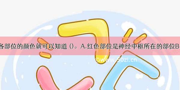 从神经系统各部位的颜色就可以知道 ()。A.红色部位是神经中枢所在的部位B.灰色部位是