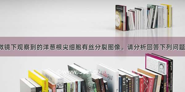 右图是在显微镜下观察到的洋葱根尖细胞有丝分裂图像。请分析回答下列问题：(1)制作临